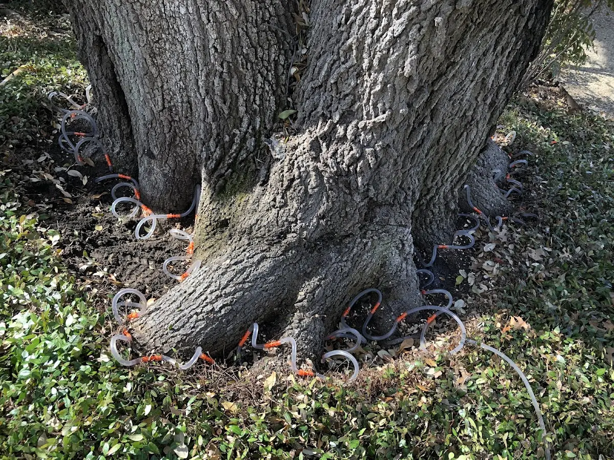 Detailed Tree Cabling and Bracing job site in Yettem