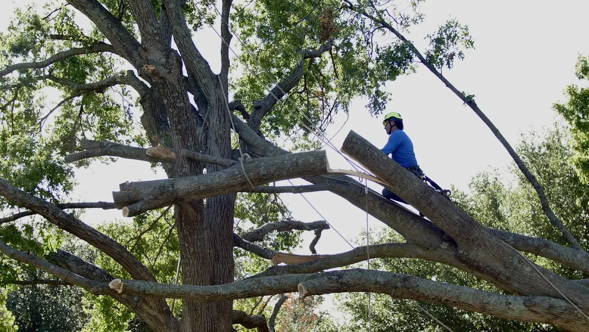 Professional Hazardous Tree Removal performed by certified arborists in Yettem